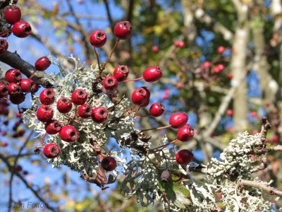 Hawthorn berries, Low Mains-Loch Lomond NNR
