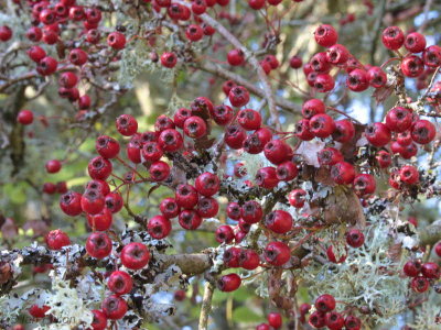 Hawthorn berries, Low Mains-Loch Lomond NNR