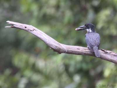 Giant Kingfisher, Mpivie River-Loango NP, Gabon