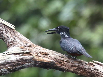 Giant Kingfisher, Mpivie River-Loango NP, Gabon