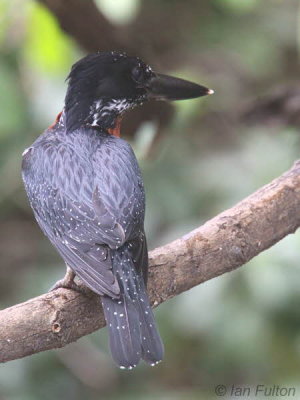 Giant Kingfisher, Akaka-Loango NP, Gabon