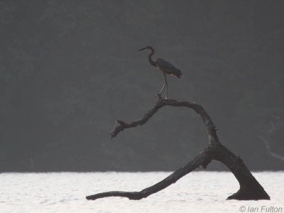 Goliath Heron, Loango NP, Gabon