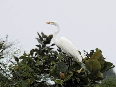 Great White Egret, Akaka-Lonago NP, Gabon