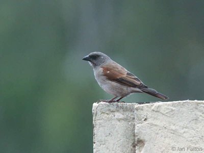 Grey-headed Sparrow, Leconi, Gabon