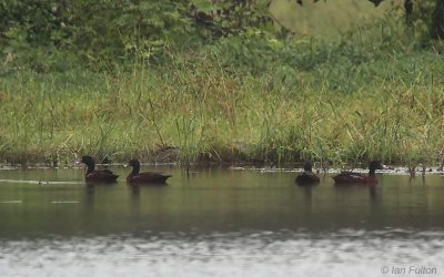 Hartlaub's Duck, Akaka-Loango NP, Gabon
