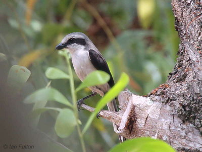 Mackinnon's Shrike, Lope NP, Gabon