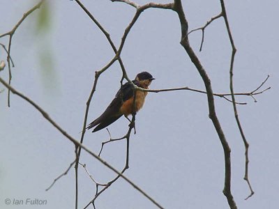 Red-breasted (or Rufous-chested) Swallow, Makokou, Gabon