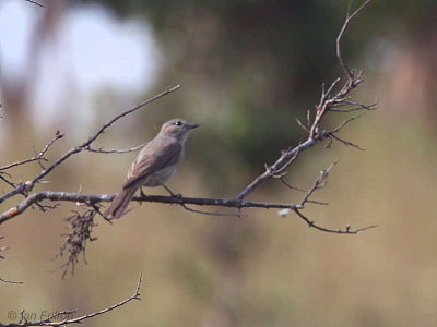Pale Flycatcher, Leconi, Gabon