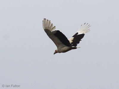 Palm-nut Vulture, Akaka-Loango NP, Gabon