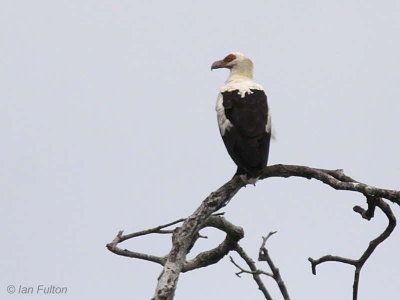 Palm-nut Vulture, Akaka-Loango NP, Gabon