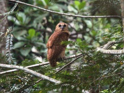 Pel's Fishing Owl, Lope NP, Gabon