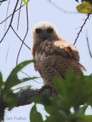 Pel's Fishing Owl (juvenile), Mpivie River-Loango NP, Gabon