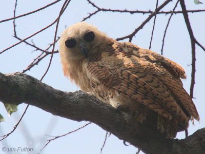 Pel's Fishing Owl (juvenile), Mpivie River-Loango NP, Gabon