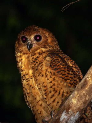 Pel's Fishing Owl, Mpivie River-Loango NP, Gabon