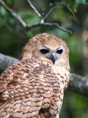 Pel's Fishing Owl, Mpivie River-Loango NP, Gabon