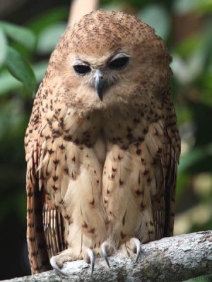 Pel's Fishing Owl, Mpivie River-Loango NP, Gabon