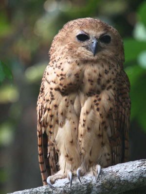 Pel's Fishing Owl, Mpivie River-Loango NP, Gabon