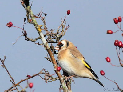 Goldfinch, Dumbrock Muir, Clyde