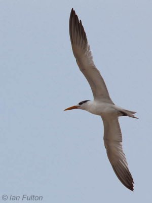 Royal Tern, St Catherine's Beach-Loango NP, Gabon