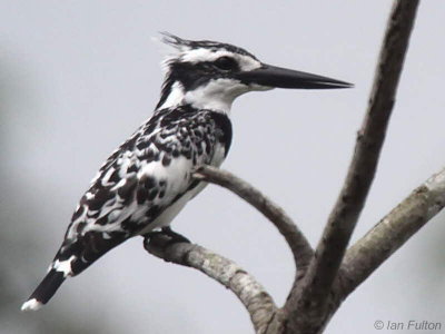 Pied Kingfisher, Mpivie River-Loango NP, Gabon