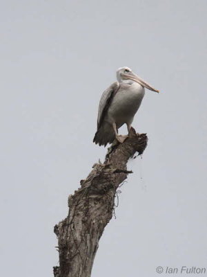 Pink-backed Pelican, Akaka-Loango NP, Gabon