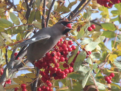 Waxwing, Baillieston-Glasgow, Clyde
