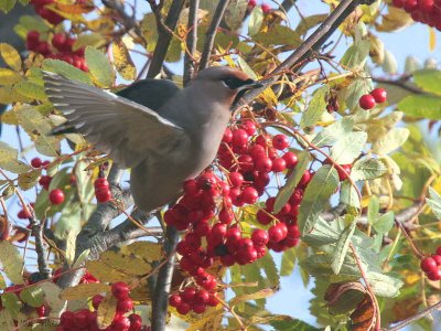 Waxwing, Baillieston-Glasgow, Clyde