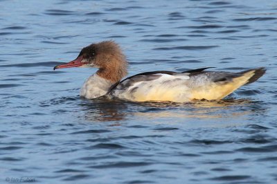 Goosander (drake), Hogganfield Loch-Glasgow, Clyde