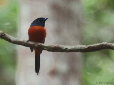 Red-bellied paradise Flycatcher, Lope NP, Gabon