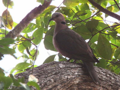 Red-eyed Dove, Ipassa-Makokou, Gabon