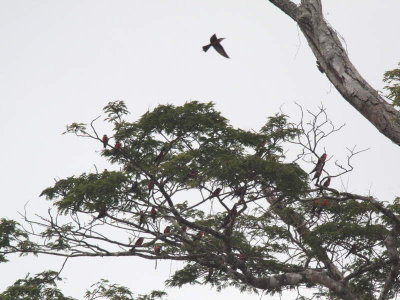 Rosy Bee-eater, Mondah Forest, Gabon