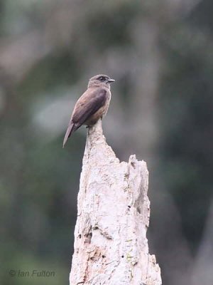 Sooty Flycatcher, Makokou, Gabon