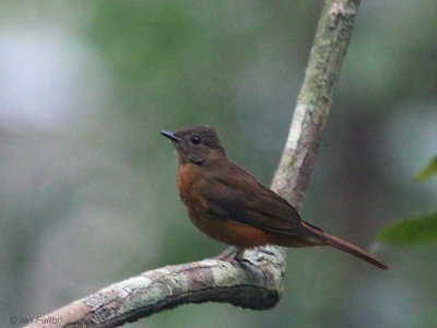 Rufous (or Fraser's) Flycatcher Thrush, Lope NP, Gabon