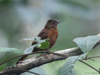 Rufous (or Fraser's) Flycatcher Thrush, Lope NP, Gabon