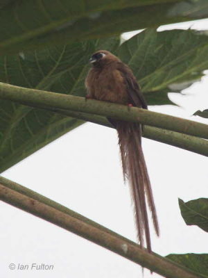 Speckled Mousebird, Makokou, Gabon