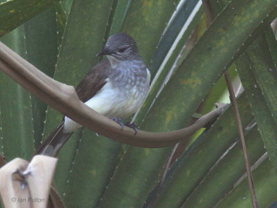 Swamp Bulbul, Libreville, Gabon