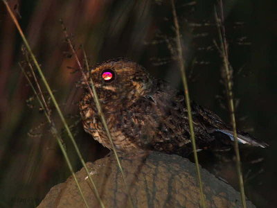 Swamp Nightjar, Leconi, Gabon