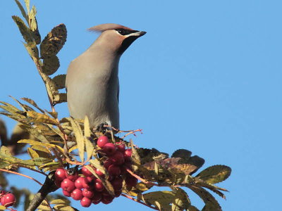 Waxwing, Baillieston-Glasgow, Clyde