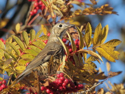 Mistle Thrush, Baillieston-Glasgow, Clyde