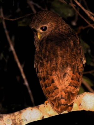 Vermiculated Fishing Owl, Mpivie River-Loango NP, Gabon