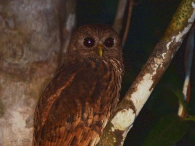 Vermiculated Fishing Owl, Mpivie River-Loango NP, Gabon