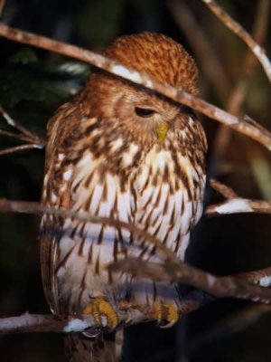 Vermiculated Fishing Owl, Mpivie River-Loango NP, Gabon