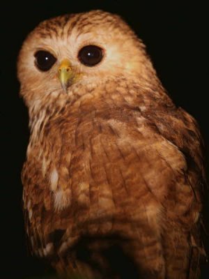 Vermiculated Fishing Owl, Mpivie River-Loango NP, Gabon