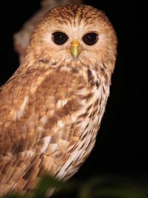 Vermiculated Fishing Owl, Mpivie River-Loango NP, Gabon