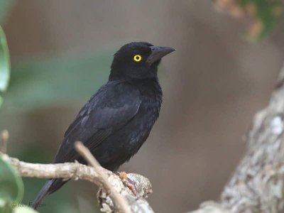 Vieillot's Black Weaver, Lope NP, Gabon