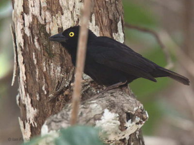 Vieillot's Black Weaver, Lope NP, Gabon