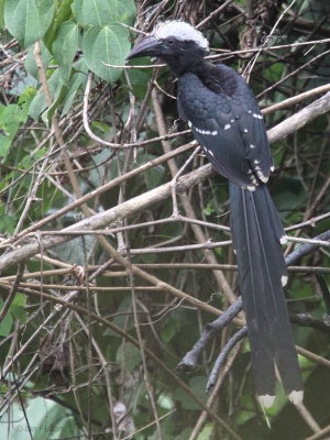 White-crested Hornbill, Ipassa-Makokou, Gabon