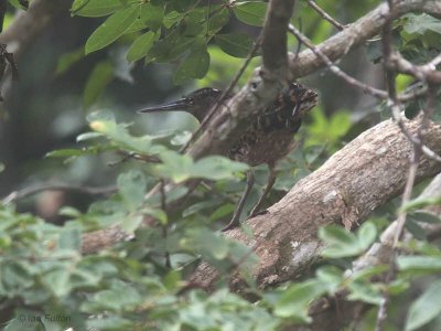 White-crested Tiger Heron, Mpivie River-Loango NP, Gabon