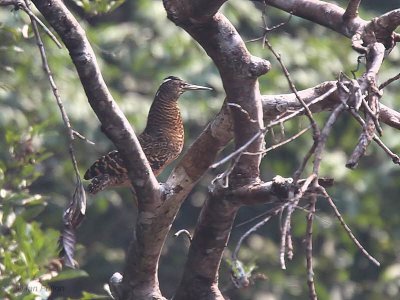 White-crested Tiger Heron, Mpivie River-Loango NP, Gabon