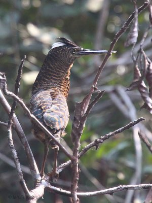 White-crested Tiger Heron, Mpivie River-Loango NP, Gabon